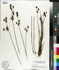 Juncus scirpoides image