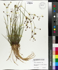 Juncus scirpoides image