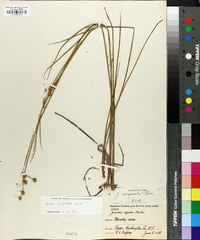 Juncus scirpoides image