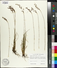 Juncus secundus image