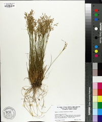 Juncus secundus image