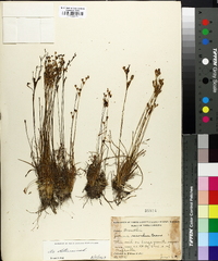 Juncus secundus image