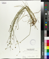 Juncus subcaudatus image