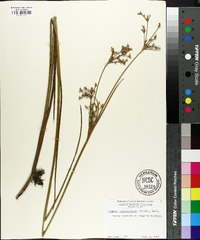 Juncus trigonocarpus image