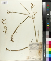 Juncus subcaudatus image