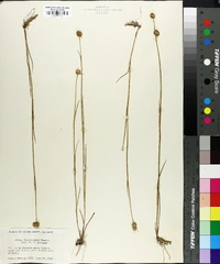 Juncus brachycarpus image