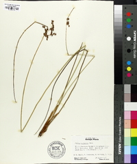 Juncus coriaceus image