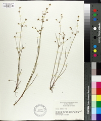 Juncus debilis image