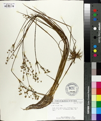 Juncus debilis image