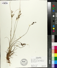 Juncus debilis image