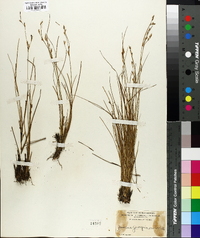 Juncus georgianus image