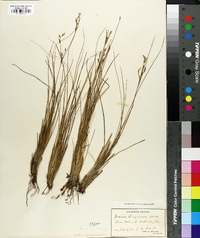 Juncus georgianus image