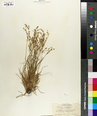 Juncus georgianus image