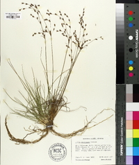 Juncus georgianus image