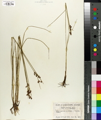 Juncus gerardii image