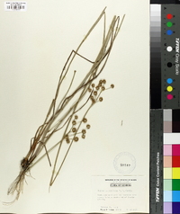 Juncus megacephalus image