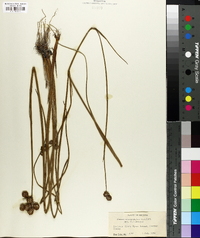 Juncus megacephalus image