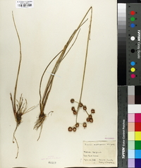 Juncus megacephalus image