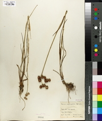 Juncus megacephalus image