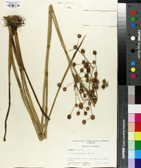 Juncus megacephalus image