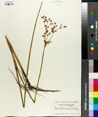 Juncus militaris image