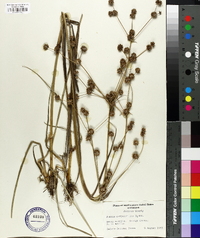 Juncus validus image