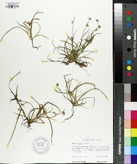 Juncus repens image