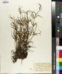 Juncus repens image