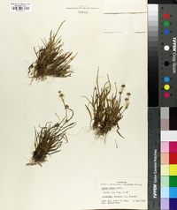 Juncus repens image