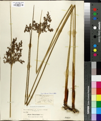 Juncus roemerianus image