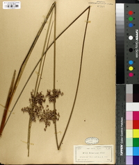 Juncus roemerianus image