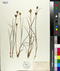 Juncus scirpoides image