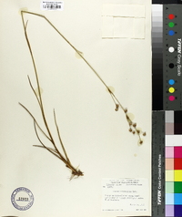 Juncus scirpoides image