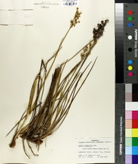 Juncus scirpoides image