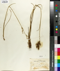 Juncus scirpoides image