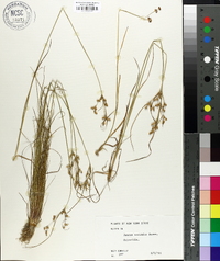 Juncus secundus image