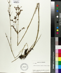 Juncus subcaudatus image