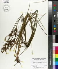 Juncus trigonocarpus image