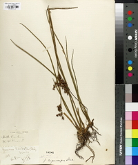 Juncus trigonocarpus image