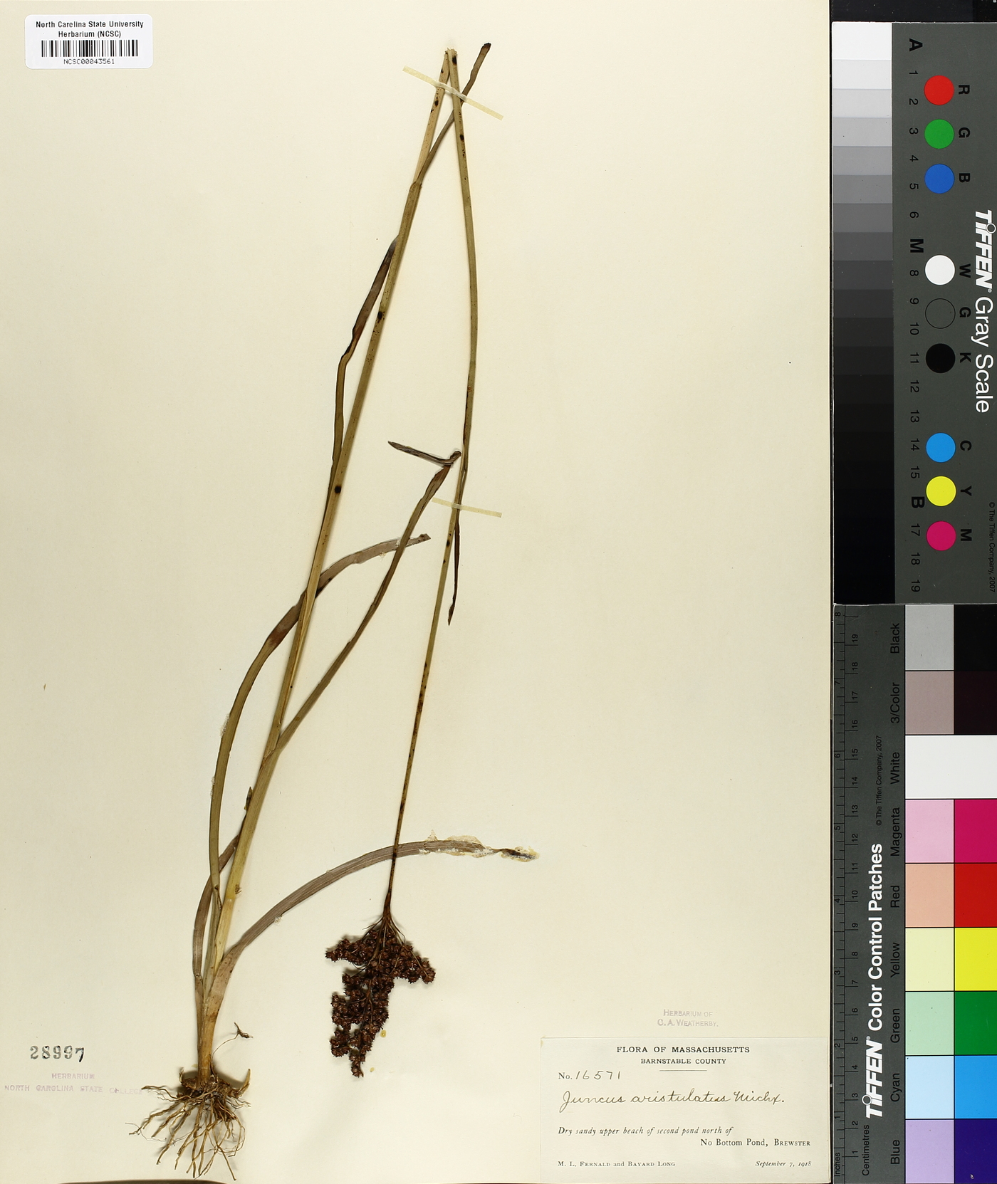 Juncus aristulatus image