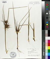 Juncus articulatus image