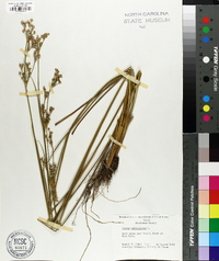 Juncus articulatus image