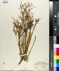 Juncus brachycephalus image