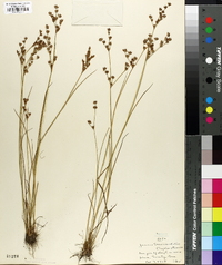 Juncus brevicaudatus image