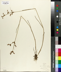 Juncus subcaudatus image