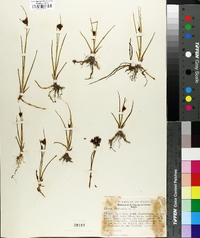 Juncus castaneus image