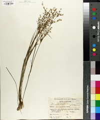 Juncus diffusissimus image