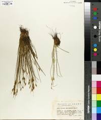 Juncus drummondii image