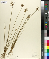 Juncus dichotomus image