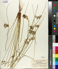 Juncus effusus var. decipiens image